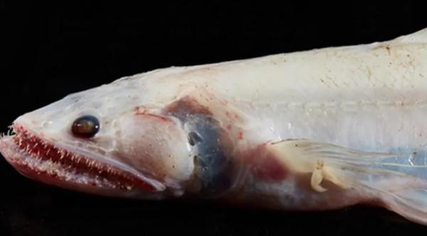 Mengerikan, Wujud Ikan Laut Dalam Ini Bak Monster di Film Horror