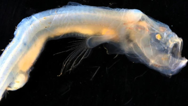 Mengerikan, Wujud Ikan Laut Dalam Ini Bak Monster di Film Horror