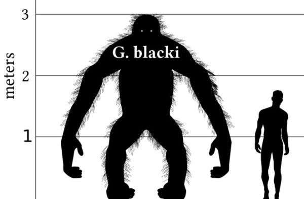 Ilmuwan Ungkap Jejak Orangutan Berukuran King Kong di Indonesia