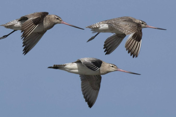 Godwit, Burung yang Pecahkan Rekor Dunia Terbang 11 Jam Nonstop Sepanjang 13.560 Km