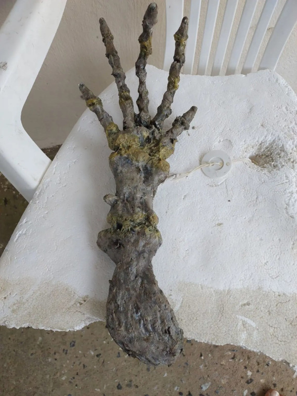 Misteri Penemuan Tangan Alien di Pantai Bikin Geger Brasil