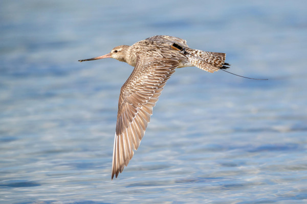 Godwit, Burung yang Pecahkan Rekor Dunia Terbang 11 Jam Nonstop Sepanjang 13.560 Km