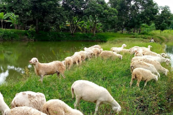 Kisah Sukses Yoto, 30 Tahun Ngojek Sepeda di Kota Tua Jakarta Kini Pengusaha Ternak Kambing di Pemalang
