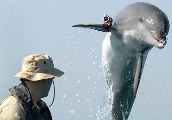 7 Hewan yang Digunakan dalam Peperangan, Nomor Terakhir Bisa Deteksi Ranjau Laut