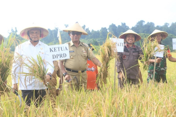 Bupati Halmahera Tengah Edi Langkara Panen Padi
