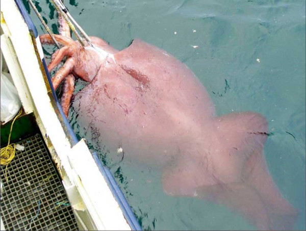 Ini 2 Cumi-Cumi Terbesar di Dunia, Berat 450 Kg dan Panjang 14 Meter