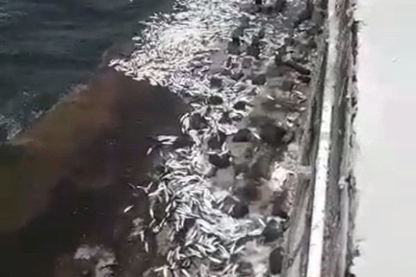 Heboh! Fenomena Ribuan Ikan Naik Daratan di Kepulauan Seribu