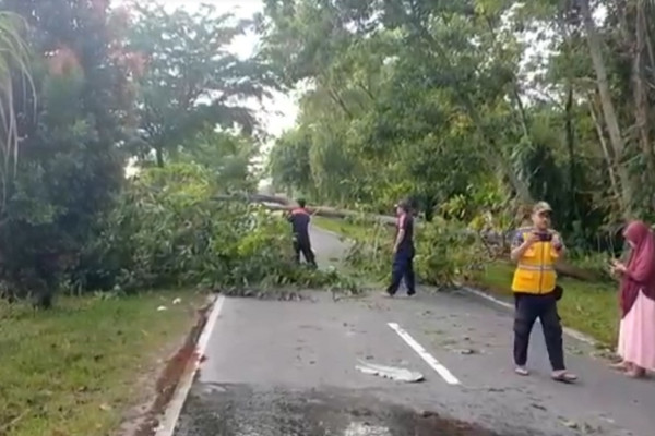Tragis! 2 Pemotor di Palangkaraya Tewas Tabrak Pohon Tumbang