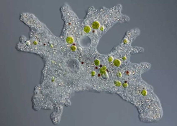 5 Fakta Menarik Permafrost Tempat Ditemukannya Virus Zombie