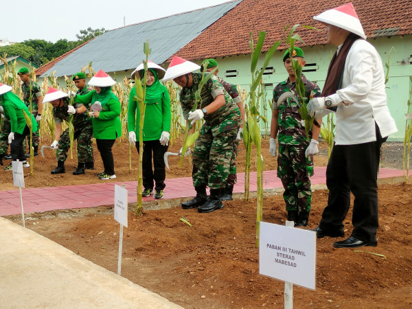 Panen Raya 1.000 Kg, Intip Kiat TNI Sukses Bertani Jagung di Jakarta Pusat