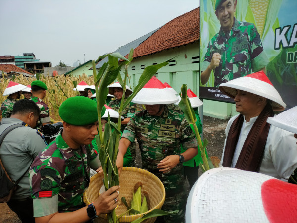 Panen Raya 1.000 Kg, Intip Kiat TNI Sukses Bertani Jagung di Jakarta Pusat