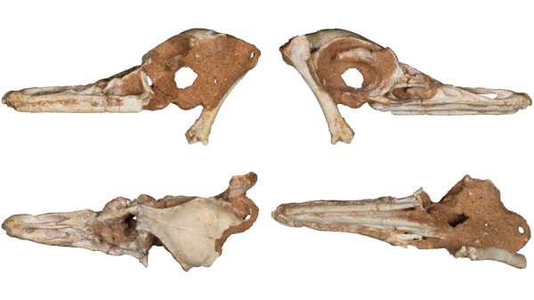 Penemuan Fosil Natovenator polydontus, Dinosaurus Predator Penyelam Berleher Gelombang