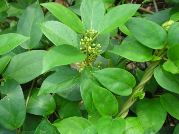 7 Herbal dan Suplemen untuk Diabetes Tipe 2, Wajib Stok di Rumah