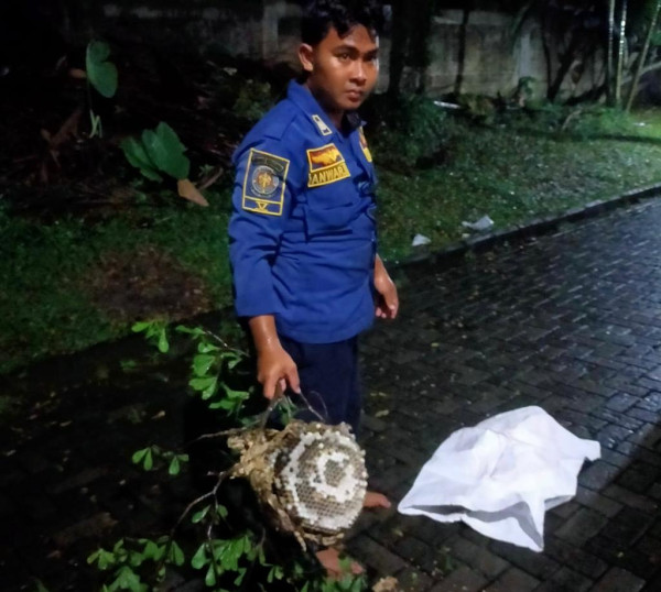 Tim Rescue Damkar Evakuasi Tawon Mematikan di Perum BCD Bogor