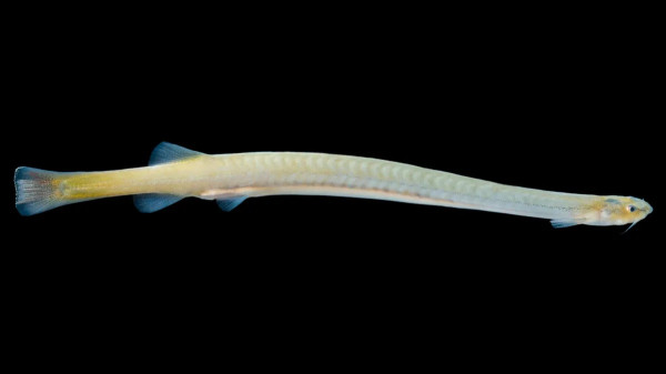 Daftar 10 Ikan Paling Berbahaya di Dunia, Nomor 8 Racunnya Bisa Bunuh 26 Orang