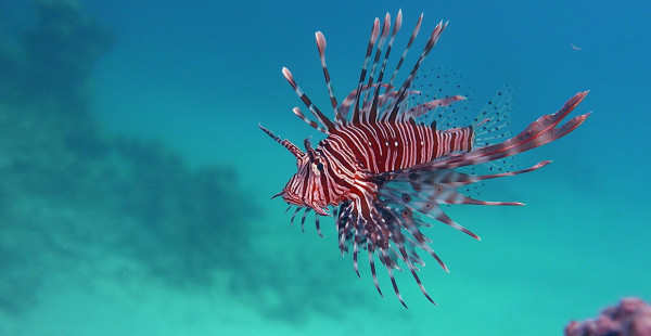 Daftar 10 Ikan Paling Berbahaya di Dunia, Nomor 8 Racunnya Bisa Bunuh 26 Orang