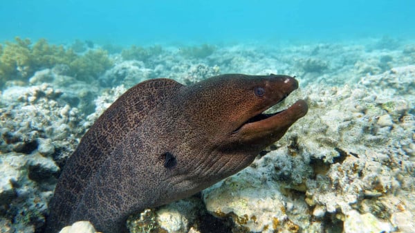 Daftar 10 Ikan Paling Berbahaya di Dunia, Nomor 8 Racunnya Bisa Bunuh 26 Orang