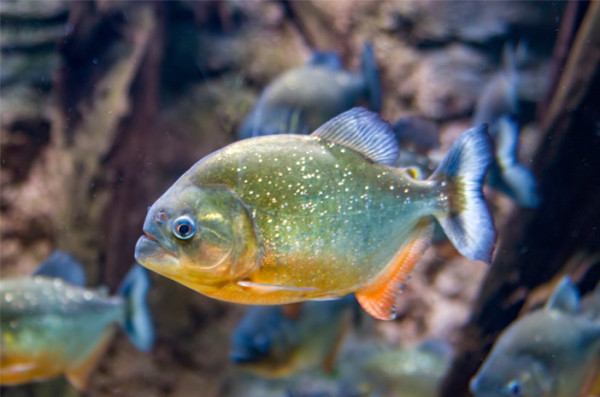 Daftar 10 Ikan Paling Berbahaya di Dunia, Nomor 8 Racunnya Bisa Bunuh 26 Orang