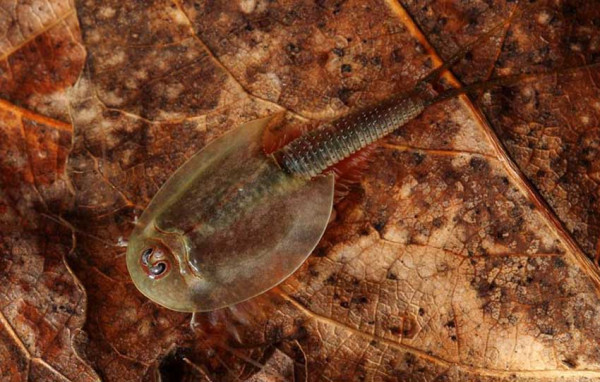Udang Kecebong Triops Makhluk Hidup Tertua, Bertahan 250 Juta Tahun dengan Berevolusi