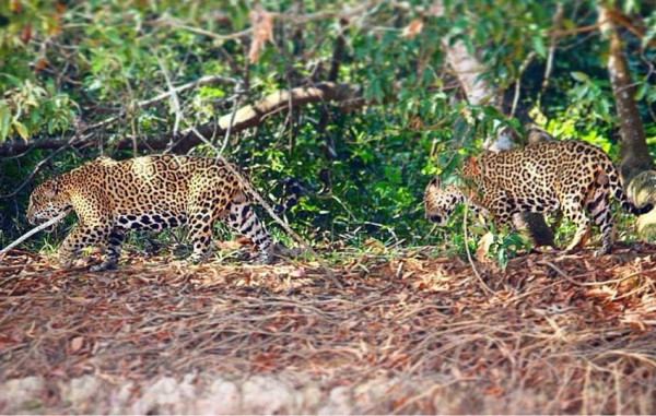 Aliansi Jaguar Jantan, Patahkan Teori Makhluk Soliter