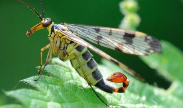Spesies Lalat Kalajengking Baru Ditemukan di Nepal, Terbanyak Ada di Indonesia