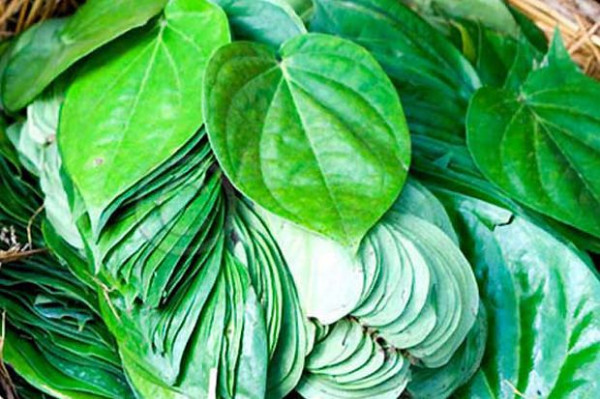 5 Daun Penurun Kolesterol Tinggi yang Ampuh, Mudah Ditemukan di Halaman Rumah