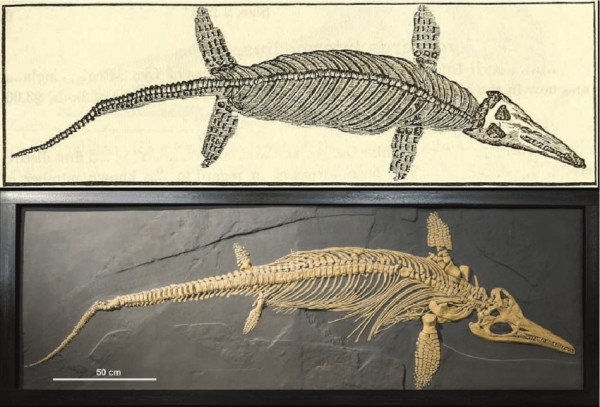 Misteri Kuburan Massal Reptil Laut Raksasa di Nevada Terkuak