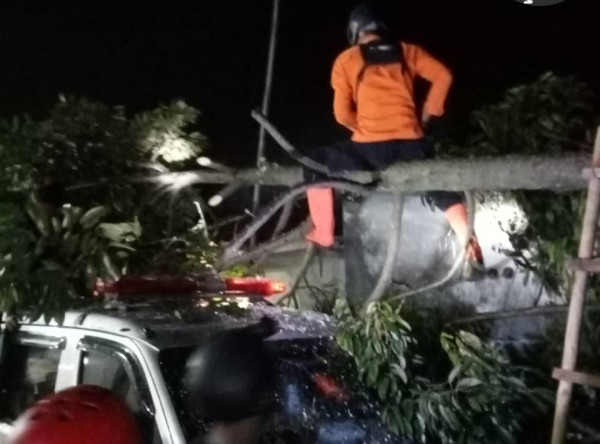 Hujan Angin, Pohon Durian Tumbang Timpa Mobil Ambulans di Bogor