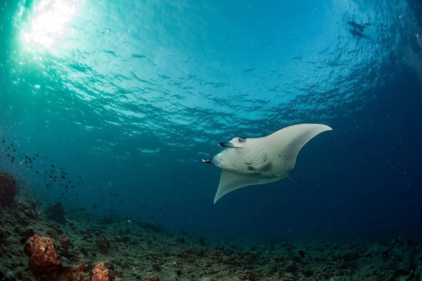 8 Ikan Terbesar di Laut, Nomor 1 Beratnya Sama dengan Bis