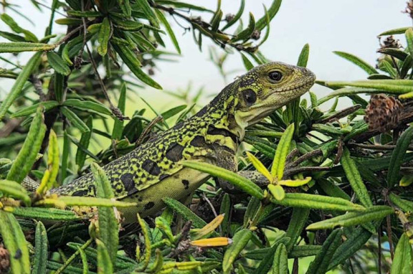 Anak Iguana Merah Muda Pertama Ditemukan di Pulau Galapagos