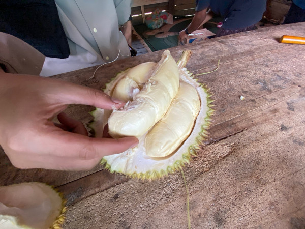 Menikmati Beragam Jenis Durian Lokal dari Kebun di Cikakak, Sukabumi
