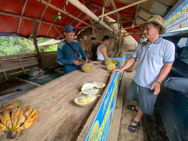 Menikmati Beragam Jenis Durian Lokal dari Kebun di Cikakak, Sukabumi