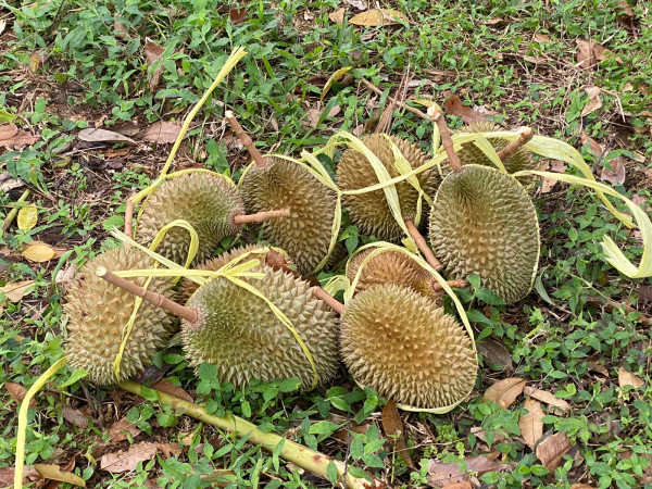 Menikmati Beragam Jenis Durian Lokal dari Kebun di Cikakak, Sukabumi