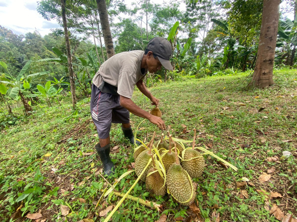 Menikmati Beragam Jenis Durian Lokal dari Kebun di Cikakak, Sukabumi
