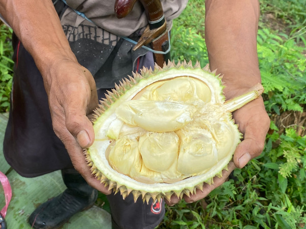 Menikmati Beragam Jenis Durian Lokal dari Kebun di Cikakak, Sukabumi