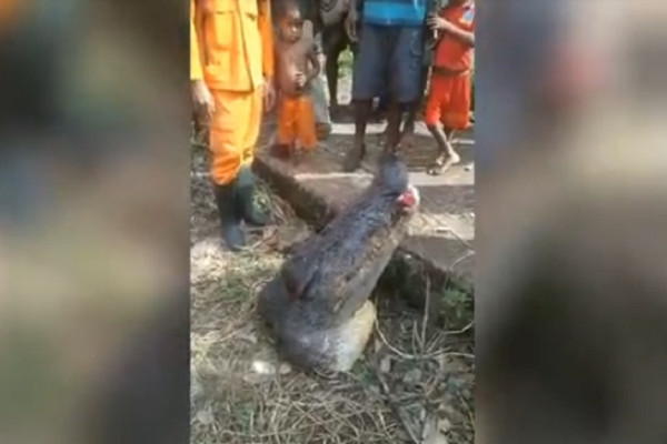 Terkam Pelajar, Buaya Sepanjang 6 Meter Ditangkap Warga Sorong