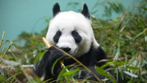 Gagal Bikin Anak, Dua Panda Raksasa China Dipulangkan dari Skotlandia