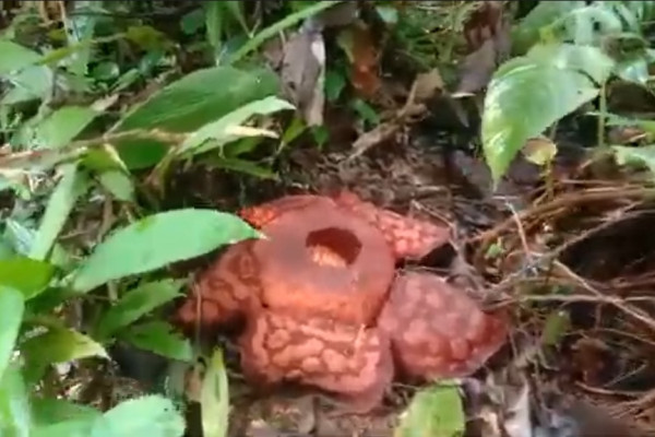 Pesona Bunga Raflesia Merekah Merah di Hutan Kepulauan Anambas