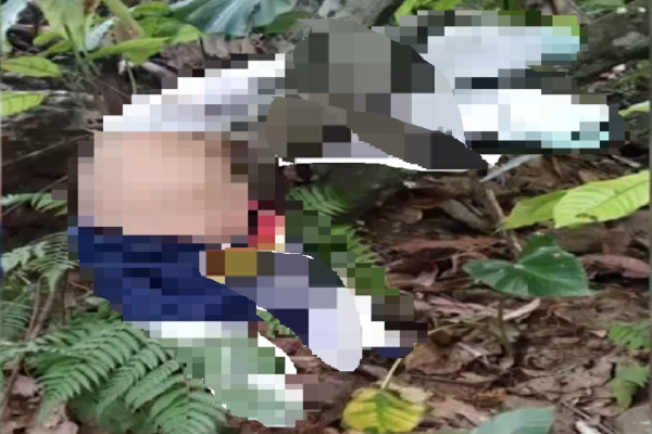 Tana Toraja Gempar! Hilang Tengah Malam, Balita Ditemukan Tewas Terjepit Pohon Cokelat