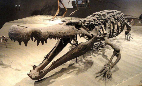 Fosil Buaya Purba Ditemukan di Rumania, Spesies Langka Kelompok Gavial