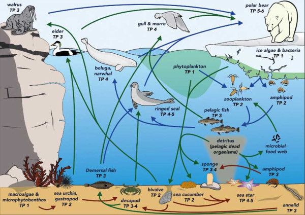 Bukan Beruang Kutub, Bintang Laut Jadi Predator Top di Arktik
