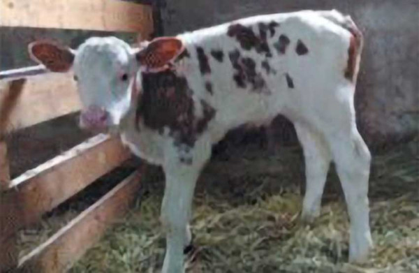 Sapi Betina Hasil Kloning Pertama Rusia Melahirkan, Berat Anak Sapi 40 Kg