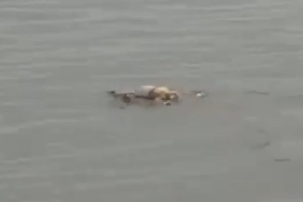 Gempar! Jumat Legi, Buaya di Sungai Mahakam Antar Pulang Jasad Balita
