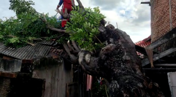 Angin Kencang, Pohon Tumbang Timpa Rumah Warga di Cakung