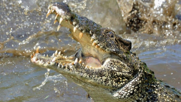 Jasad Manusia Dibawa Pulang Buaya Bukan Pertama Terjadi di Kalimantan Timur