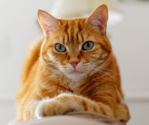 Kenapa Kucing Oren Barbar? Ternyata Ada Penjelasan Ilmiahnya