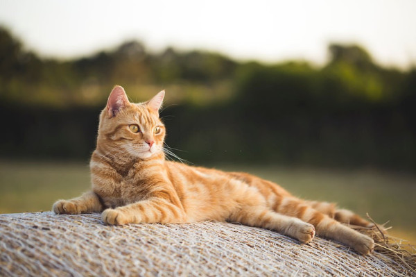 Kenapa Kucing Oren Barbar? Ternyata Ada Penjelasan Ilmiahnya
