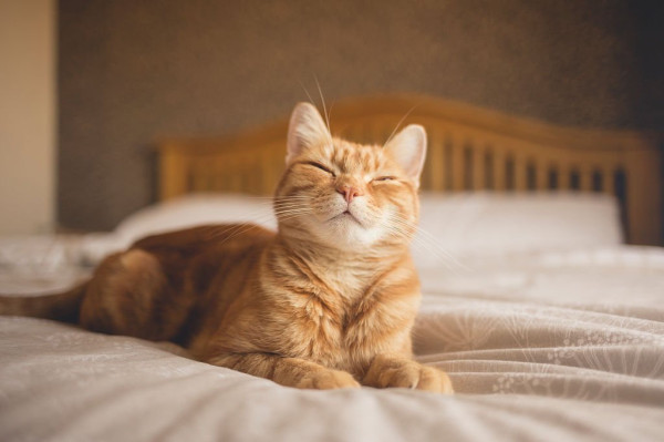 Kenapa Kucing Oren Barbar? Ternyata Ada Penjelasan Ilmiahnya