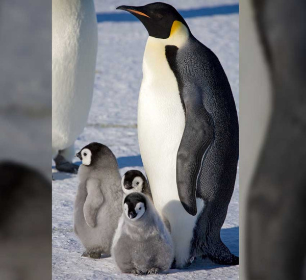 Koloni Penguin Kaisar yang Tersembunyi di Antartika Terungkap Foto Satelit