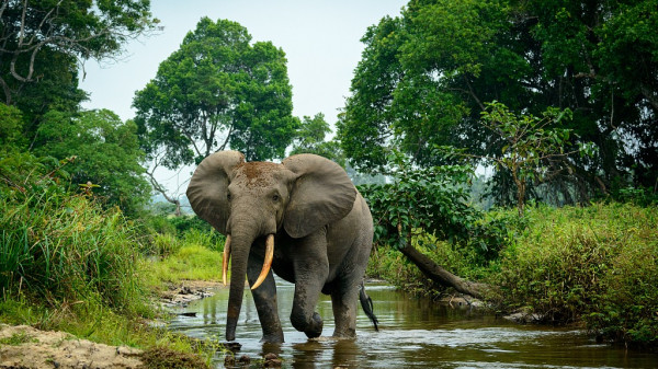 Gajah, Satu-satunya Hewan yang Bisa Cegah Bumi Alami Kiamat Lingkungan